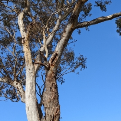 Eucalyptus blakelyi (Blakely's Red Gum) at Kambah, ACT - 16 Jun 2022 by HelenCross