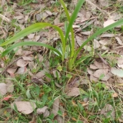 Dianella sp. aff. longifolia (Benambra) (Pale Flax Lily, Blue Flax Lily) at The Pinnacle - 20 Jun 2022 by sangio7
