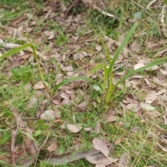 Dianella sp. aff. longifolia (Benambra) at Hawker, ACT - 20 Jun 2022 09:54 AM