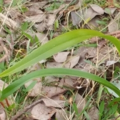 Dianella sp. aff. longifolia (Benambra) at Hawker, ACT - 20 Jun 2022 09:54 AM