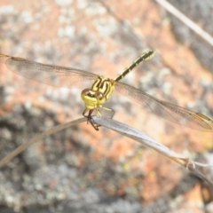 Austrogomphus guerini (Yellow-striped Hunter) at Stromlo, ACT - 16 Jan 2018 by Harrisi