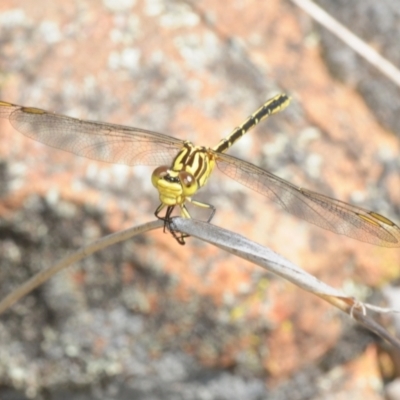 Austrogomphus guerini (Yellow-striped Hunter) at Stromlo, ACT - 16 Jan 2018 by Harrisi