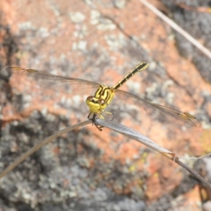 Austrogomphus guerini at Stromlo, ACT - 16 Jan 2018