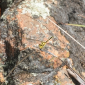 Austrogomphus guerini at Stromlo, ACT - 16 Jan 2018