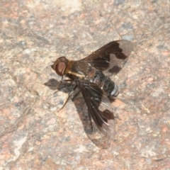 Balaana sp. (genus) (Bee Fly) at Lower Molonglo - 16 Jan 2018 by Harrisi