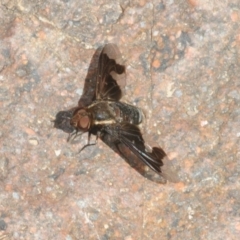 Balaana sp. (genus) at Stromlo, ACT - 16 Jan 2018