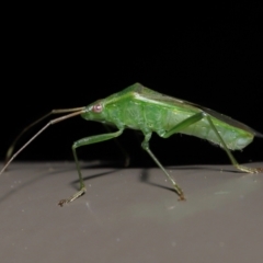 Amblypelta nitida (Fruit-spotting bug) at Acton, ACT - 10 Jun 2022 by TimL