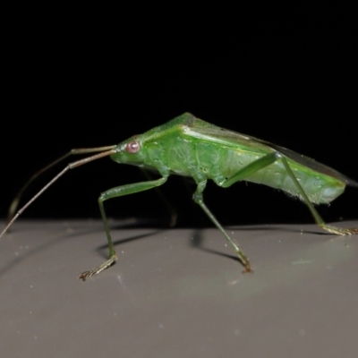 Amblypelta nitida (Fruit-spotting bug) at Acton, ACT - 10 Jun 2022 by TimL