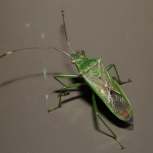 Amblypelta nitida at Acton, ACT - 10 Jun 2022