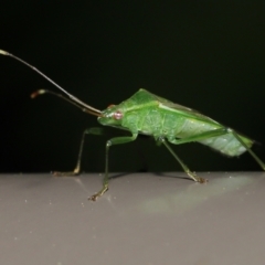 Amblypelta nitida at Acton, ACT - 10 Jun 2022