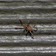 Unverified Mite and Tick (Acarina) at Acton, ACT - 10 Jun 2022 by TimL