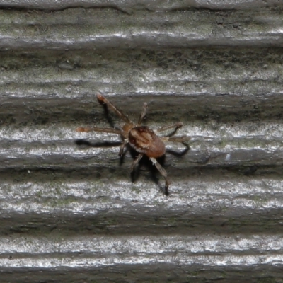 Unverified Mite and Tick (Acarina) at Acton, ACT - 10 Jun 2022 by TimL