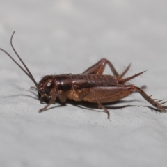 Bobilla sp. (genus) (A Small field cricket) at ANBG - 10 Jun 2022 by TimL