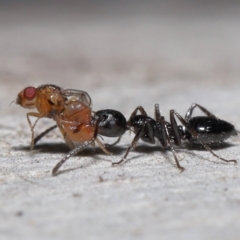 Myrmecorhynchus emeryi (Possum Ant) at Acton, ACT - 10 Jun 2022 by TimL