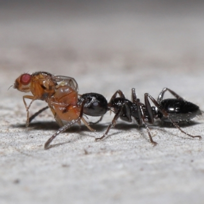 Myrmecorhynchus emeryi (Possum Ant) at ANBG - 10 Jun 2022 by TimL