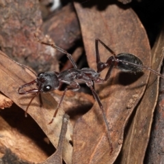 Myrmecia pyriformis (A Bull ant) at ANBG - 10 Jun 2022 by TimL