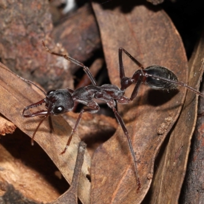 Myrmecia pyriformis (A Bull ant) at ANBG - 10 Jun 2022 by TimL