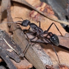 Myrmecia pyriformis at Acton, ACT - 10 Jun 2022