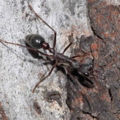 Myrmecia pyriformis at Acton, ACT - 10 Jun 2022