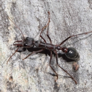 Myrmecia pyriformis at Acton, ACT - 10 Jun 2022