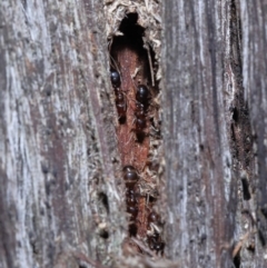 Papyrius nitidus (Shining Coconut Ant) at ANBG - 10 Jun 2022 by TimL