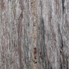 Papyrius nitidus at Acton, ACT - suppressed