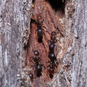 Papyrius nitidus at Acton, ACT - 10 Jun 2022