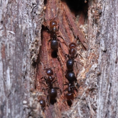 Papyrius nitidus (Shining Coconut Ant) at ANBG - 10 Jun 2022 by TimL