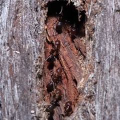 Papyrius nitidus at suppressed - 10 Jun 2022