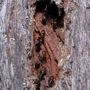 Papyrius nitidus at Acton, ACT - 10 Jun 2022