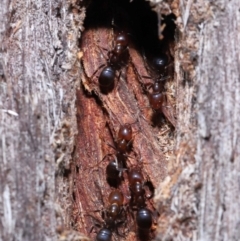 Papyrius nitidus at Acton, ACT - 10 Jun 2022