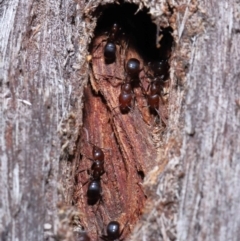 Papyrius nitidus at Acton, ACT - 10 Jun 2022