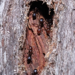 Papyrius nitidus at Acton, ACT - 10 Jun 2022