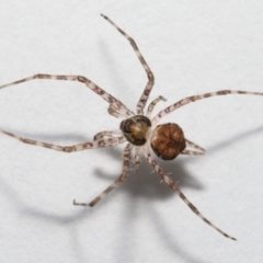 Tamopsis sp. (genus) (Two-tailed spider) at Evatt, ACT - 9 Jun 2022 by TimL