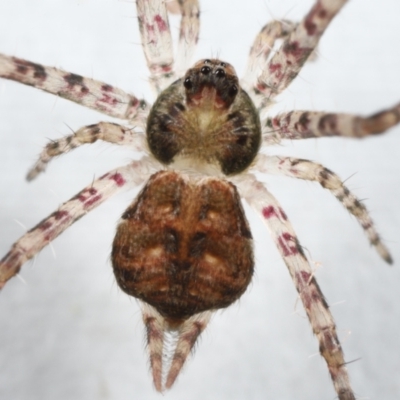 Tamopsis sp. (genus) (Two-tailed spider) at Evatt, ACT - 9 Jun 2022 by TimL