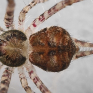 Tamopsis sp. (genus) at Evatt, ACT - 9 Jun 2022 03:01 PM