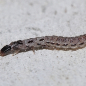 Staphylinidae (family) at ANBG - 10 Jun 2022