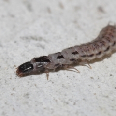 Staphylinidae (family) at ANBG - 10 Jun 2022