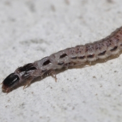 Staphylinidae (family) at ANBG - 10 Jun 2022 11:46 AM