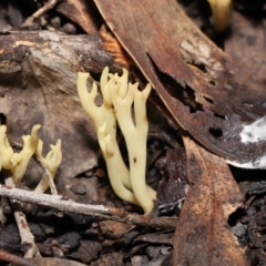 Ramaria sp. (A Coral fungus) at ANBG - 10 Jun 2022 by TimL