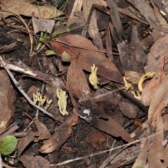 Ramaria sp. at Acton, ACT - 10 Jun 2022