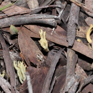 Ramaria sp. at Acton, ACT - 10 Jun 2022