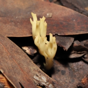 Ramaria sp. at Acton, ACT - 10 Jun 2022