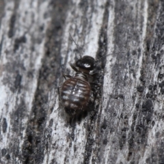 Symphypleona sp. (order) at Evatt, ACT - 10 Jun 2022