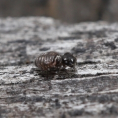 Symphypleona sp. (order) at Evatt, ACT - 10 Jun 2022 02:58 PM