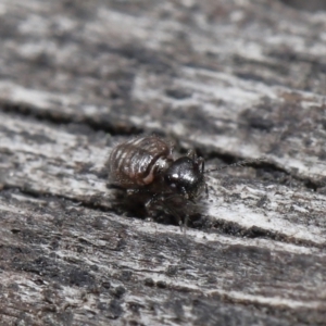 Symphypleona sp. (order) at Evatt, ACT - 10 Jun 2022 02:58 PM