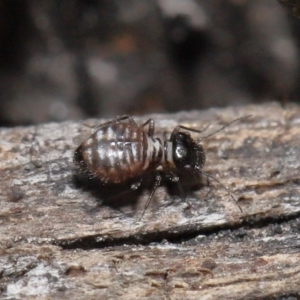 Symphypleona sp. (order) at Evatt, ACT - 10 Jun 2022 02:58 PM