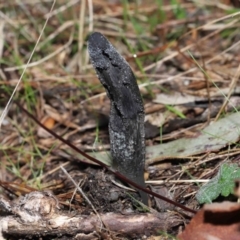 Drechmeria gunnii (Dark Vegetable Caterpillar) at Paddys River, ACT - 15 Jun 2022 by TimL