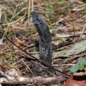 Drechmeria gunnii at Paddys River, ACT - suppressed