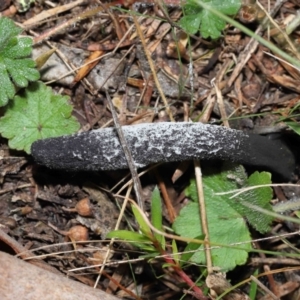 Drechmeria gunnii at Paddys River, ACT - suppressed